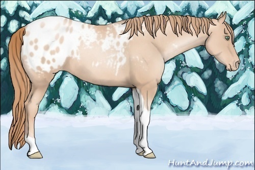 Horse Color:Gold Champagne Pearl Tobiano Appaloosa 