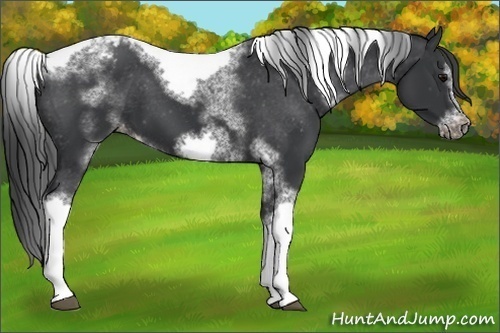 Horse Color:White Spotted Black Splash Tobiano Frame Blanket 