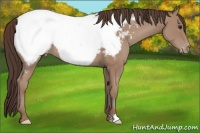 Horse Color:Classic Champagne Appaloosa 