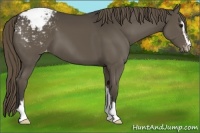 Horse Color:Smoky Black Sabino Appaloosa 