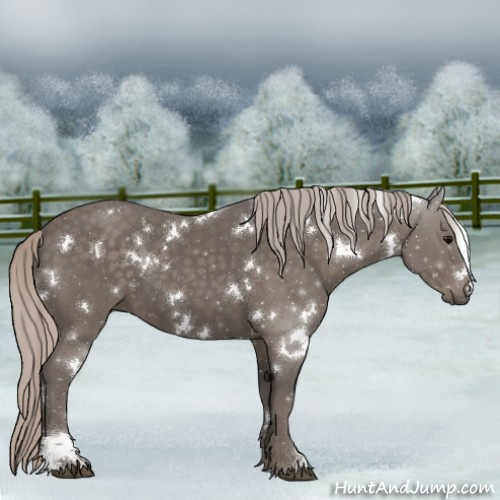 Horse Color:White Spotted Silver Black 