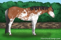 Horse Color:Brown Sabino 