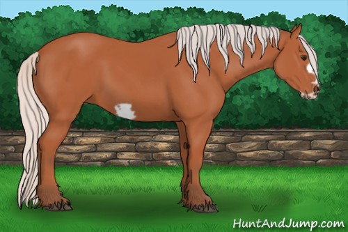 Horse Color:Silver Bay Frame 