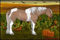 Horse Color:Silver Bay Dun Sabino Tobiano Rabicano 