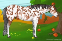Horse Color:Bay Sabino Appaloosa 