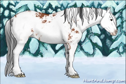 Horse Color:Brown Sabino Rabicano 