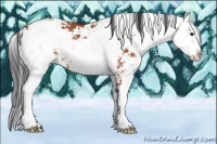 Horse Color:Brown Sabino Rabicano 