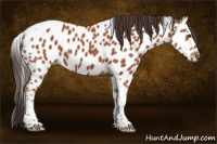 Horse Color:Bay Sabino Tobiano Near Leopard 