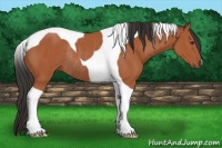 Horse Color:Bay Tobiano Rabicano 