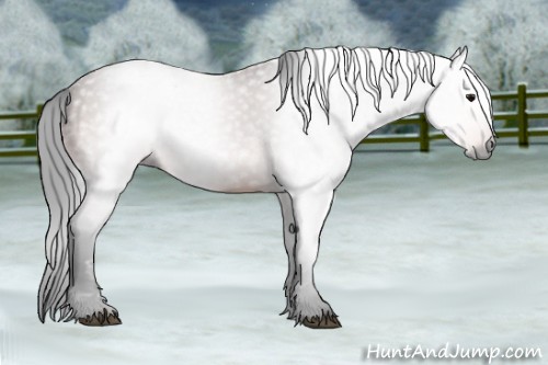 Horse Color:Gray Bay Sabino Rabicano 