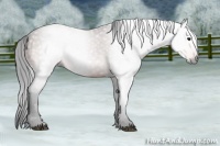 Horse Color:Gray Bay Sabino Rabicano