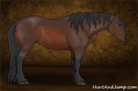 Horse Color:Brown Sabino Rabicano 