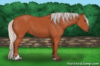 Horse Color:Silver Bay Sabino