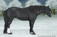 Horse Color:Black Sabino Rabicano 