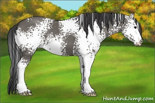 Horse Color:White Spotted Grullo