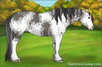 Horse Color:White Spotted Grullo