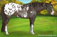 Horse Color:Liver Chestnut Sabino Appaloosa 