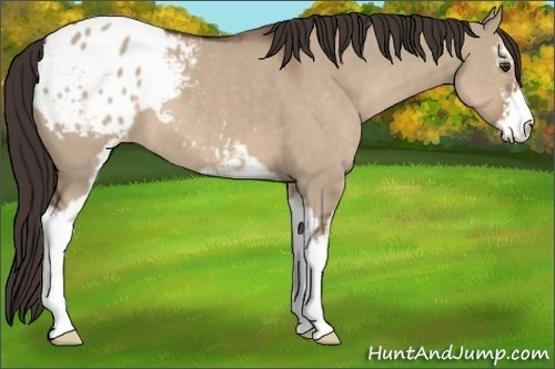 Horse Color:Liver Red Dun Sabino Appaloosa 