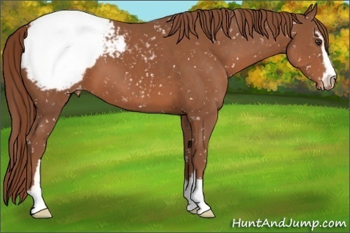 Horse Color:Chestnut Sabino Appaloosa 