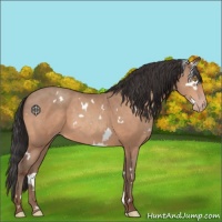 Horse Color:White Spotted Sable Champagne 