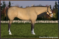 Horse Color:Buckskin Dun Sabino Rabicano 