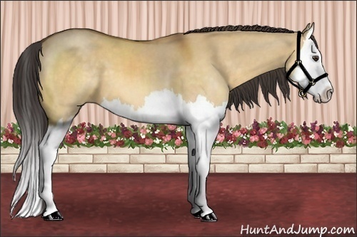 Horse Color:Buckskin Dun Sabino Splash 