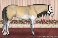 Horse Color:Buckskin Dun Sabino Splash 