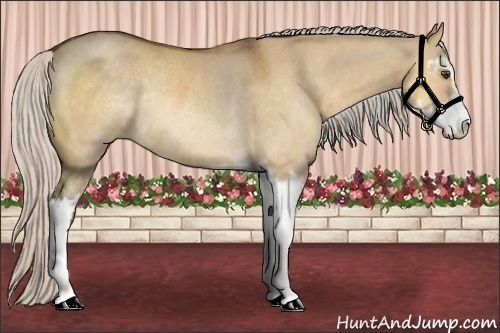 Horse Color:Silver Buckskin Dun Sabino Rabicano 