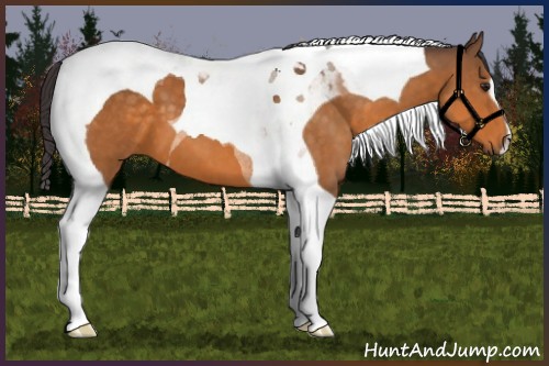 Horse Color:Buckskin Tobiano 
