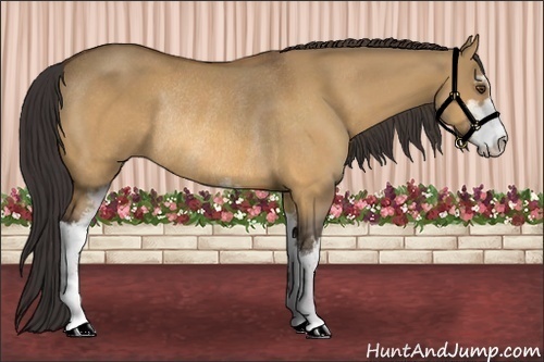 Horse Color:Buckskin Dun Sabino Rabicano 