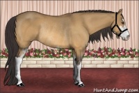 Horse Color:Buckskin Dun Sabino Rabicano 