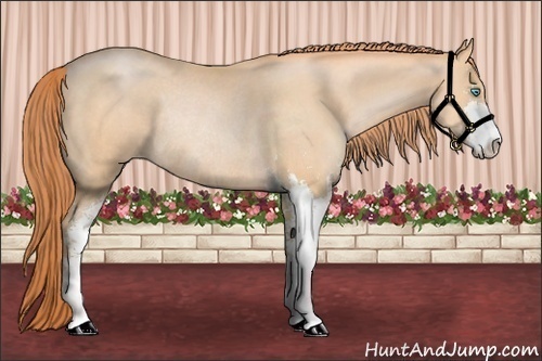 Horse Color:Buckskin Pearl Sabino Rabicano 