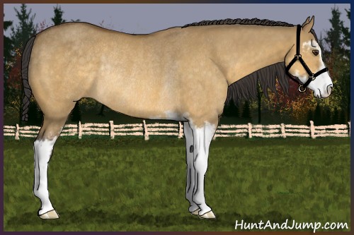 Horse Color:Buckskin Dun Sabino Rabicano