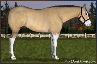 Horse Color:Buckskin Dun Sabino Rabicano 