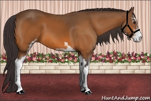 Horse Color:Buckskin Sabino 