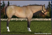 Horse Color:Buckskin Dun 