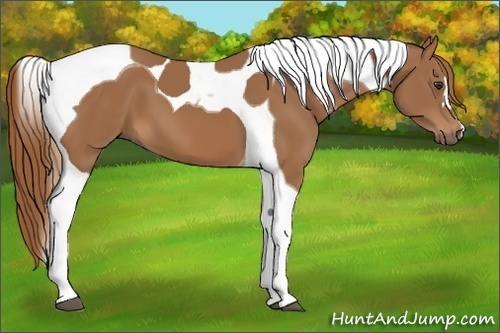 Horse Color:Chestnut Tobiano