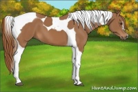 Horse Color:Chestnut Tobiano