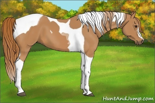 Horse Color:Chestnut Tobiano