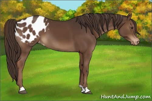 Horse Color:Liver Chestnut Appaloosa 