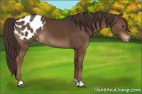 Horse Color:Liver Chestnut Appaloosa 
