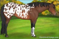 Horse Color:Bay Appaloosa