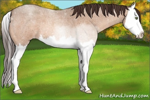 Horse Color:Sable Champagne Roan Sabino Splash Varnish 