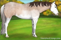 Horse Color:Sable Champagne Roan Sabino Splash Varnish