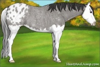 Horse Color:Grullo Roan Splash Appaloosa 