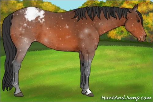 Horse Color:Bay Appaloosa 