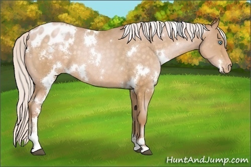 Horse Color:White Spotted Silver Buckskin Pearl Sabino Appaloosa 