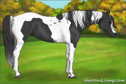 Horse Color:Black Tobiano 