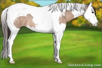 Horse Color:Bay Roan Dun Splash Tobiano Appaloosa