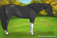 Horse Color:Black Tobiano 